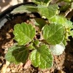 Plectranthus forsteri Blad