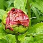Paeonia lactiflora Цвят