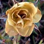 Rosa gallica Kwiat