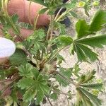 Potentilla thuringiaca Leaf