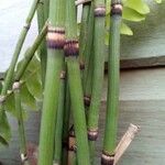 Equisetum laevigatum