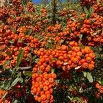 Pyracantha angustifolia Fruit