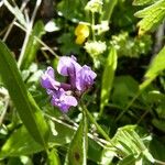 Oxytropis lapponica फूल