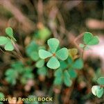 Marsilea strigosa Other