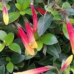 Justicia floribunda 花