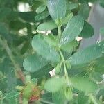 Hypericum gentianoides Leaf