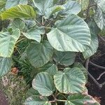 Ficus auriculata 叶