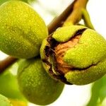 Juglans regia Фрукт