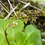 Saxifraga cuneifolia Kukka