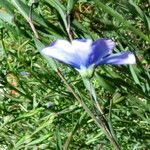 Linum usitatissimum 花