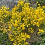 Ulex parviflorusBlomst