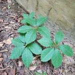 Panax quinquefolius Blad