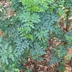 Ruta chalepensis Hoja