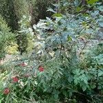 Sambucus racemosa Habit