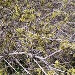 Forestiera pubescens Blüte