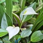 Anthurium obtusilobum Flower