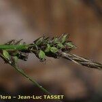 Carex pilulifera Blodyn