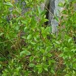 Salix phylicifolia Blatt