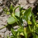 Ranunculus lateriflorus Other