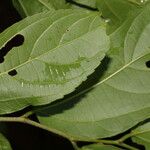 Celtis iguanaea Ліст