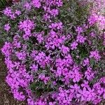 Phlox subulata Flower