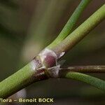 Spergularia nicaeensis Bark