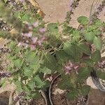 Ocimum tenuiflorumFoglia