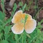 Papaver atlanticum പുഷ്പം