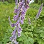 Aconitum septentrionale Кветка