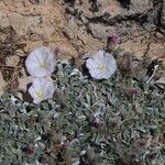 Convolvulus boissieri