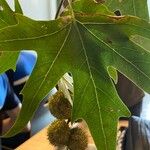 Platanus orientalis Fruit