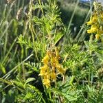 Astragalus penduliflorus പുഷ്പം