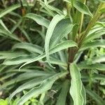 Digitalis obscura Leaf