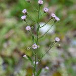 Erigeron acris Pokrój