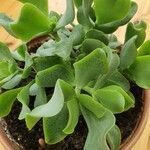 Limonium santapolense Hoja