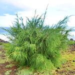 Casuarina equisetifolia Habit