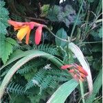 Crocosmia × crocosmiifloraЦветок