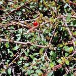 Cotoneaster dammeri Plod