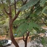 Delonix regia Leaf