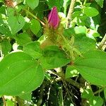 Heterotis rotundifolia Лист