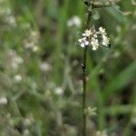 Lepidium graminifoliumFlower