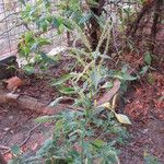 Amaranthus palmeri ശീലം