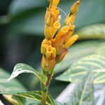 Sanchezia oblonga Flower