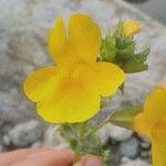 Mimulus guttatus Λουλούδι