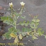 Senna alexandrina その他の提案