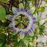 Passiflora caerulea Kvet