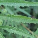 Bidens aristosa Leaf