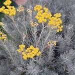 Helichrysum italicum Blomst