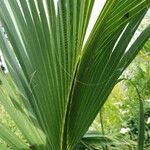 Sabal minor Leaf