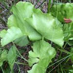 Caltha leptosepala Blad